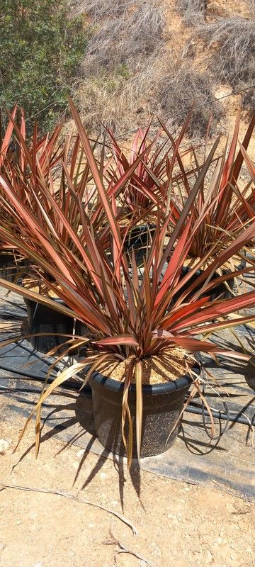 PHORMIUM RAINBOW SUNRISE
