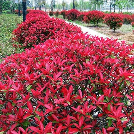 Photinia Fraseri
