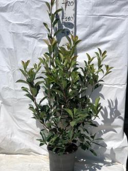 Photinia Fraseri