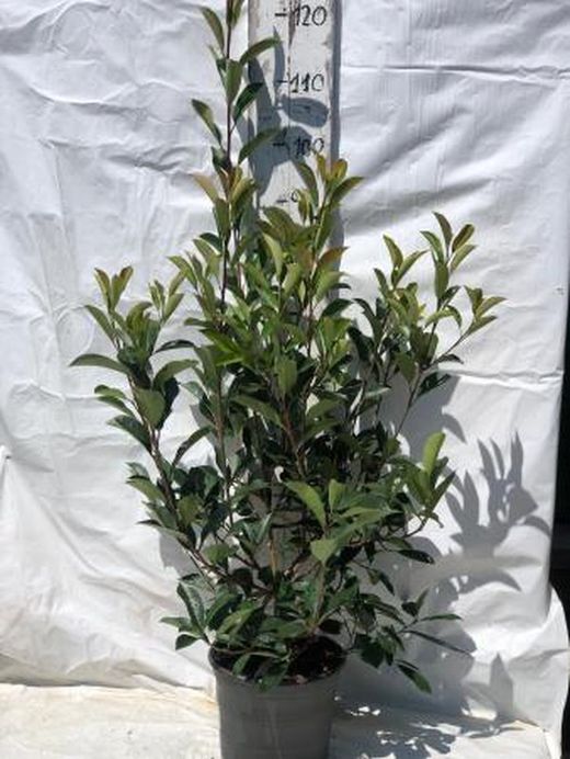 Photinia Fraseri