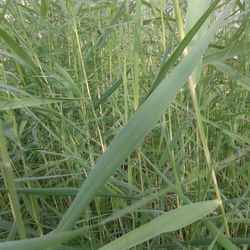 Phragmites Australis