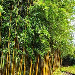 Phyllostachys aureosulcata "Aureocaulis"