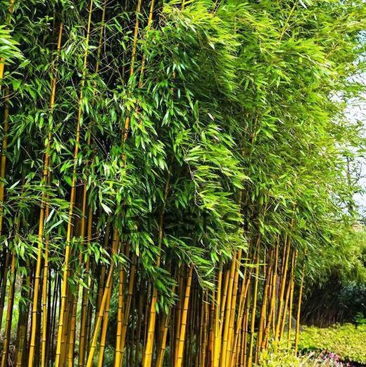 Phyllostachys aureosulcata "Aureocaulis"