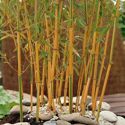 Phyllostachys aureosulcata Spectabilis