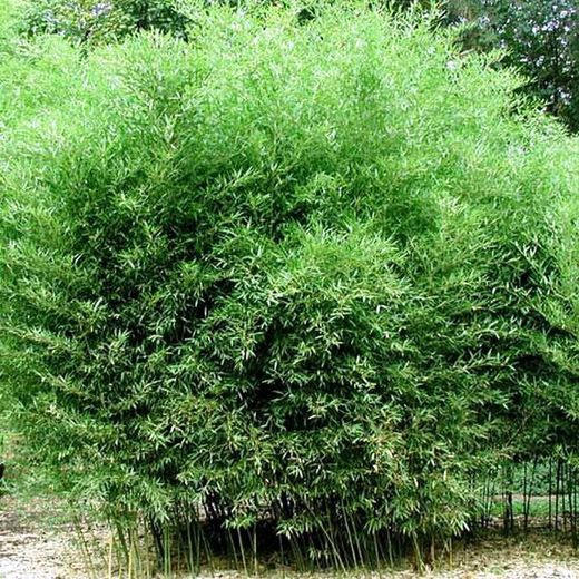 Phyllostachys bissetii