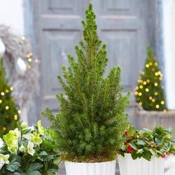 Picea Glauca Cònica