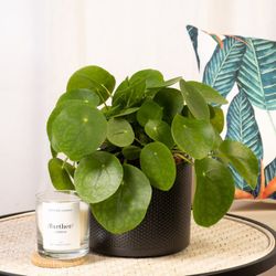 Pilea Peperomiodes