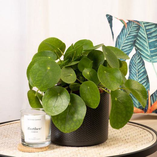 Pilea Peperomiodes