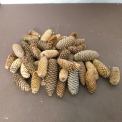 Piñas cilíndricas naturales 40 uds