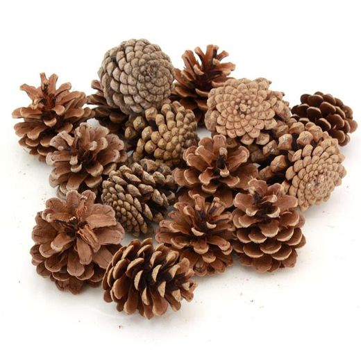 Piñas Naturales 5/7 cm 50 unidades