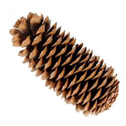 Pinyes Naturals Gegants