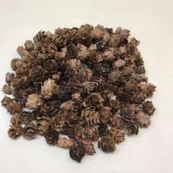 Pinyes Naturals Mini