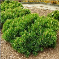 Pinus Mugo