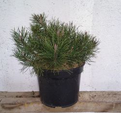 Pinus Mugo