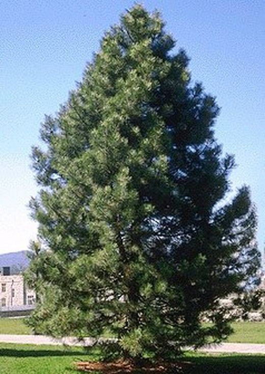 Pinus Nigra Pyramidalis