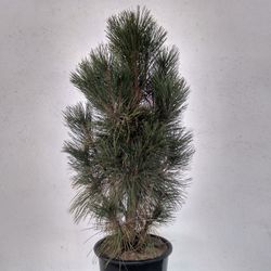 Pinus Nigra Pyramidalis