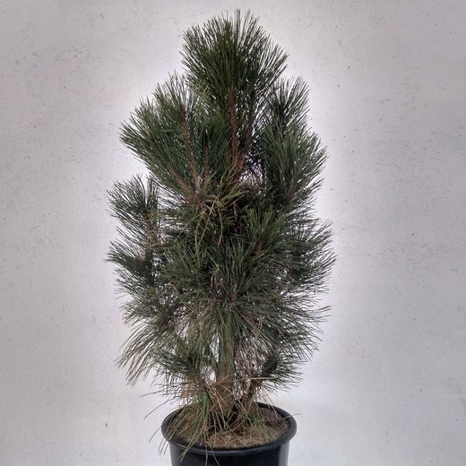Pinus Nigra Pyramidalis