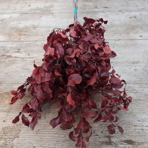 Pittosporum Preservado.