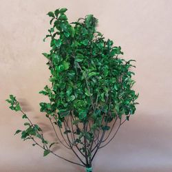 Pittosporum Preservado.