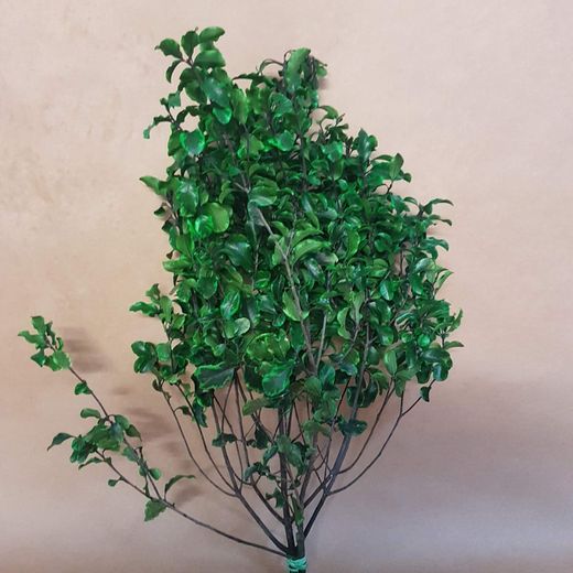 Pittosporum Preservado.