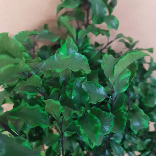 Pittosporum preservado.