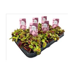 Planta Carnivora Dionea Muscipula