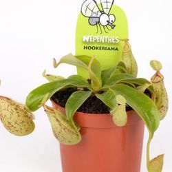 Nepenthes de plantas carnívoras