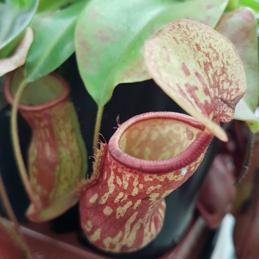 Nepenthes de plantas carnívoras
