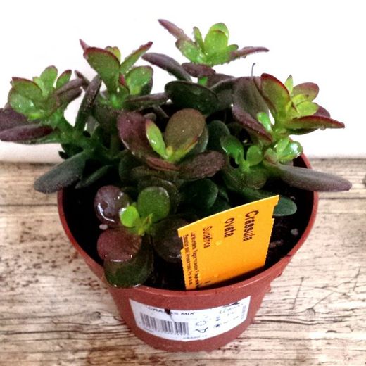 Planta de Jade, Crassula Ovata