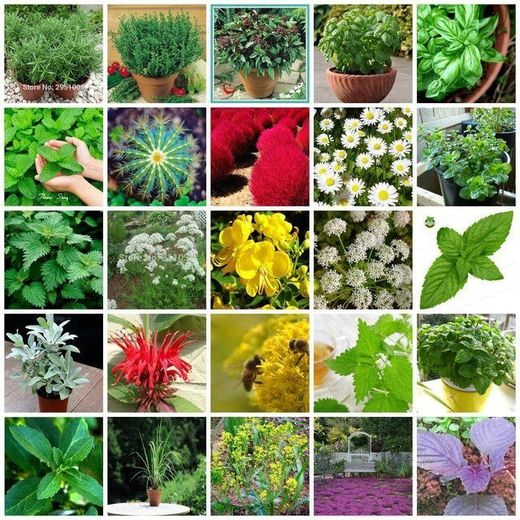 Planta Obsequio