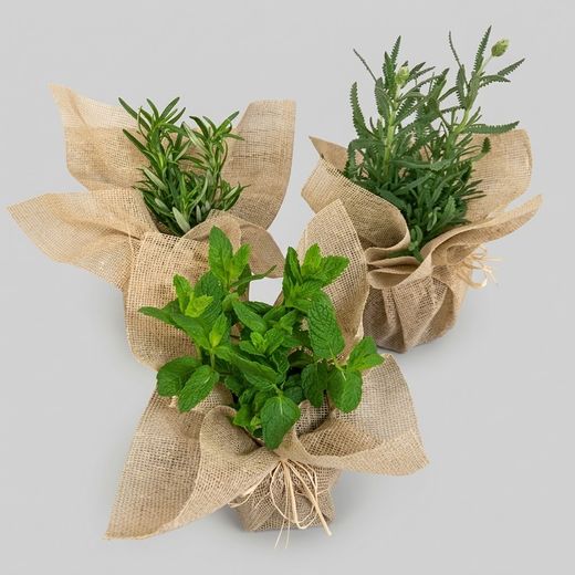 Sachet de Plantes Aromatiques Boîte 15 plantes