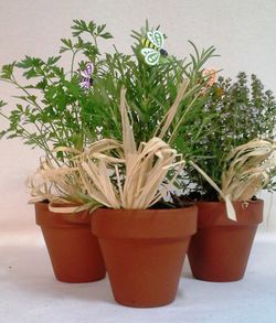 Plantes Aromàtiques Terracota Caixa 10 plantes.