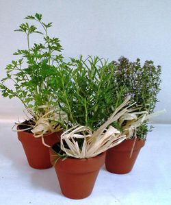 Plantes Aromàtiques Terracota Caixa 10 plantes.