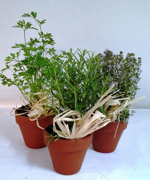 Plantes Aromàtiques Terracota Caixa 10 plantes.