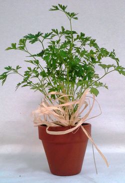 Plantes Aromàtiques Terracota Caixa 10 plantes.