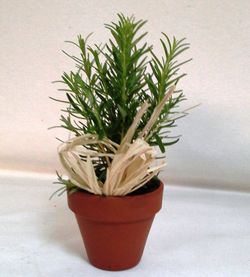 Plantes Aromàtiques Terracota Caixa 10 plantes.