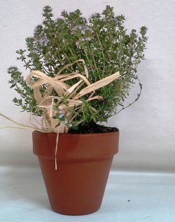 Plantes Aromàtiques Terracota Caixa 10 plantes.