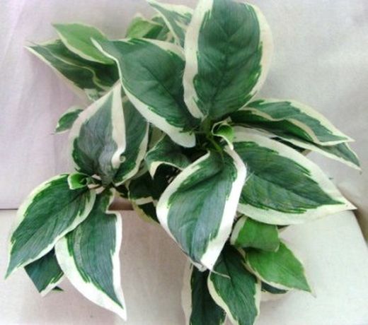 Plantes Artificials Interior