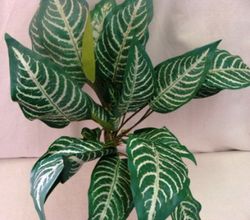 Plantes Artificials Interior