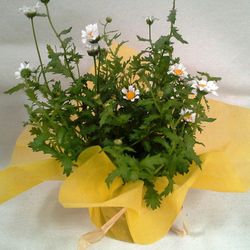 Plantes de Flor Caixa 15 plantes.