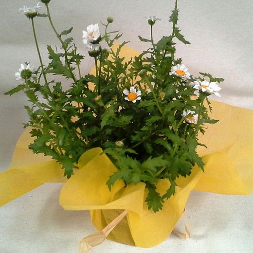 Plantes de Flor Caixa 15 plantes.