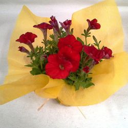 Plantes de Flor Caixa 15 plantes.