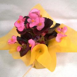 Plantes de Flor Caixa 15 plantes.