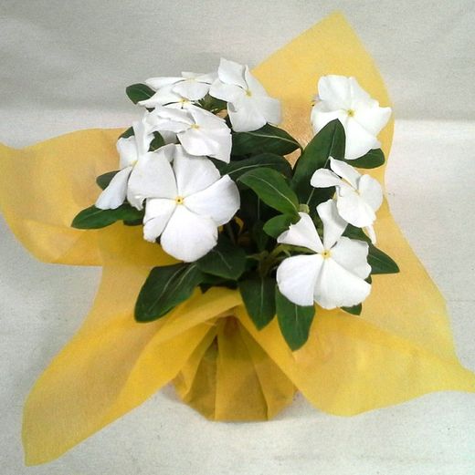 Plantes de Flor Caixa 15 plantes.