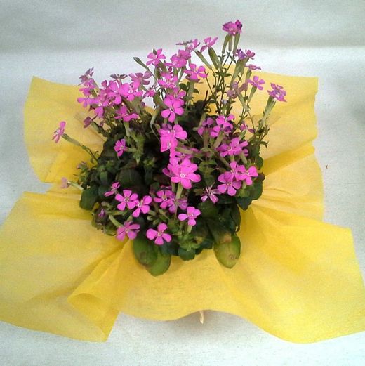 Plantes de Flor Caixa 15 plantes.