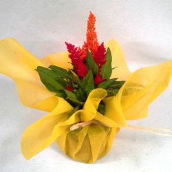 Plantes de Flor Caixa 15 plantes.