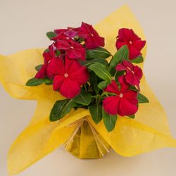 Plantas de Flor Caja 15 plantas.