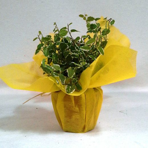 Plantas Interior Caja 24 plantas