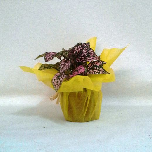 Plantas Interior Caja 24 plantas