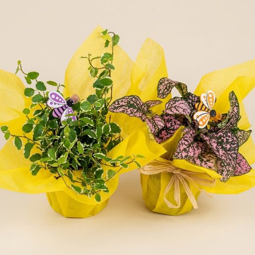 Coffret Plantes d'Intérieur 24 plantes